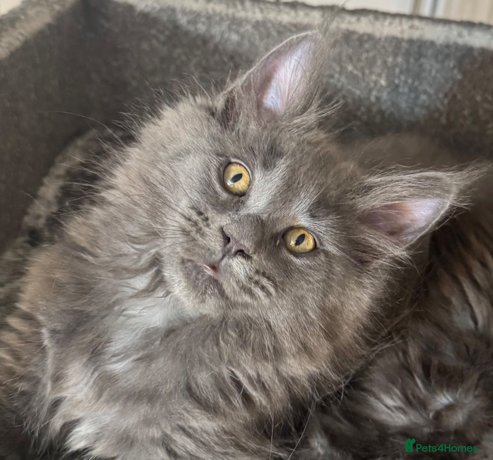 Maine Coon cats Large female Maine Coon kittens  - Advert 2