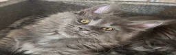 Maine Coon cats for sale: Large female Maine Coon kittens  - Advert 2
