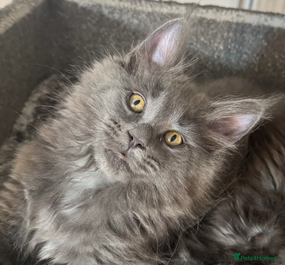 Maine Coon cats for sale: Large female Maine Coon kittens  - Advert 2