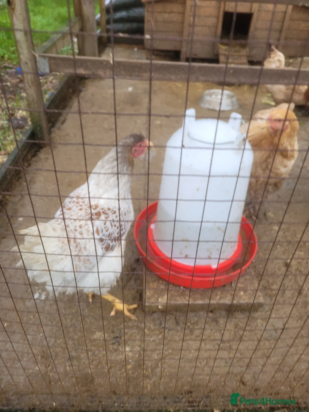 Lovebirds birds for sale: Buff Laced Wyndotte hen - Advert 2