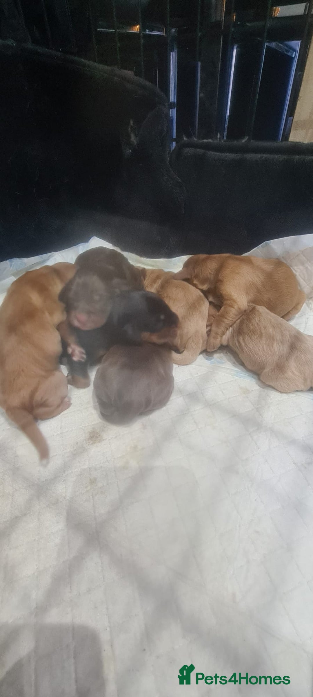 Cocker Spaniel dogs for sale: Beautiful KC Cocker Spaniel Puppies for sale  - Advert 5