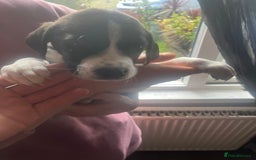 Mixed Breed dogs for sale: Puppies - Image 7