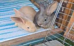 Flemish rabbits for sale: Full Flemish Rabbits  - Image 5