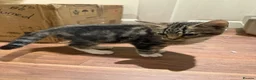 Domestic Shorthair cats for sale: Tabby coat 10 weeks old kitten in Bradford - Advert 4