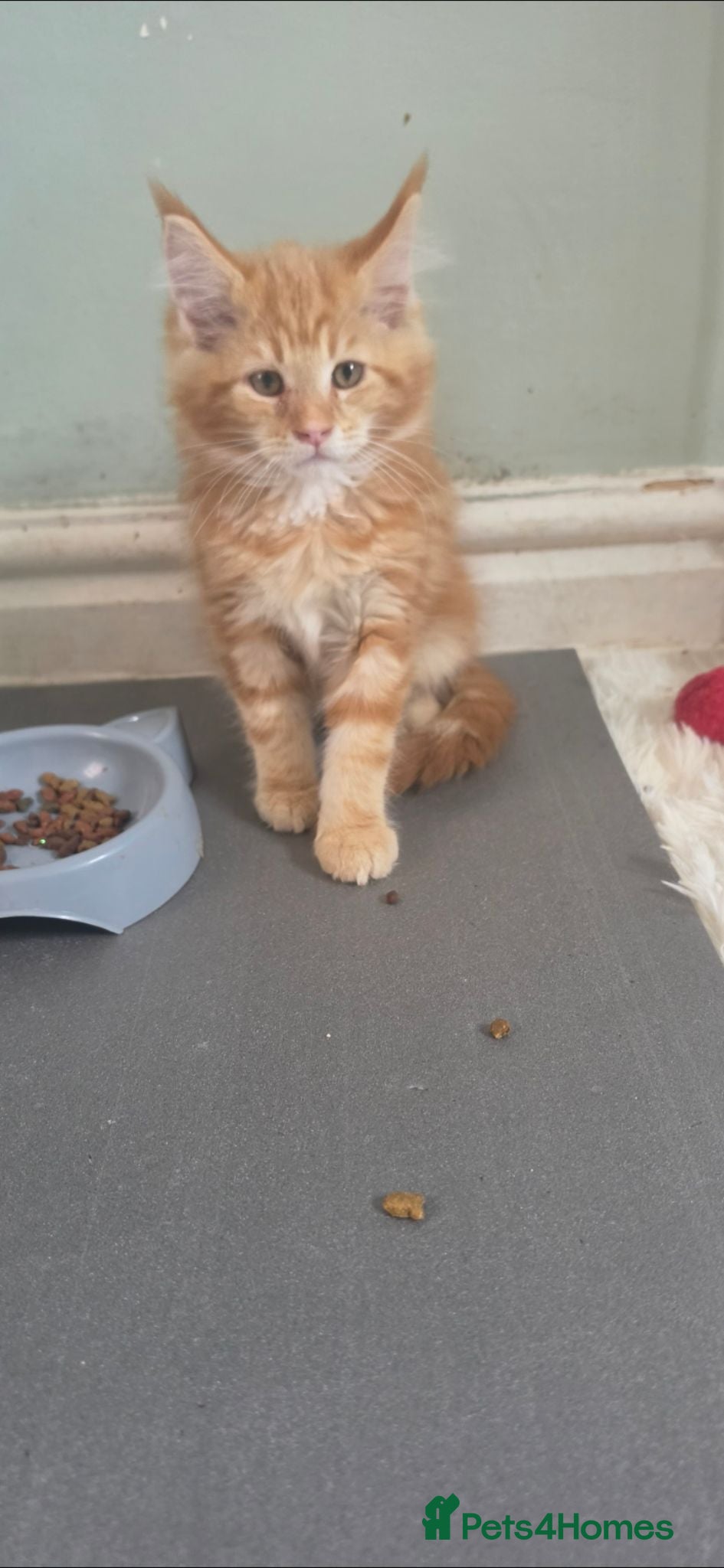Maine Coon cats TICA registered mainecoon kittens  - Advert 11