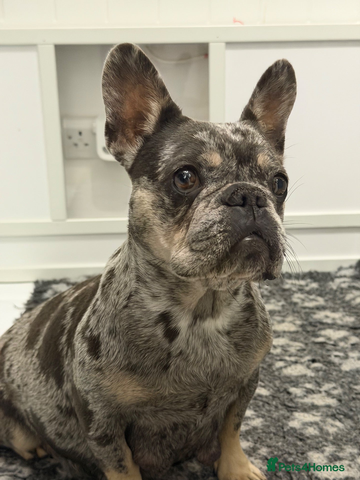 French Bulldog dogs Five unique fluffy carrier puppies ✔️ 🏠 🧬  - Advert 2