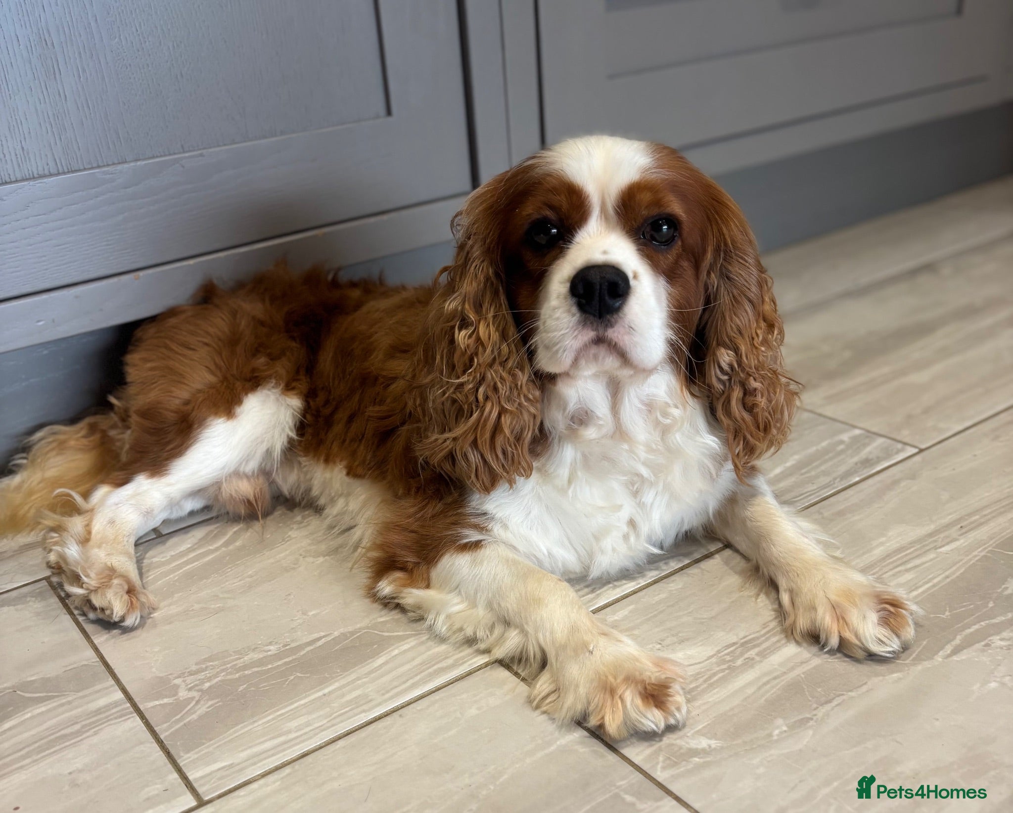 Cavalier King Charles Spaniel dogs KC Reg Heart/Eye/Health tested for Stud - Advert 4