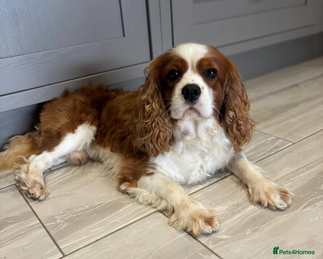 Cavalier King Charles Spaniel dogs for stud: KC Reg Heart/Eye/Health tested for Stud - Advert 1