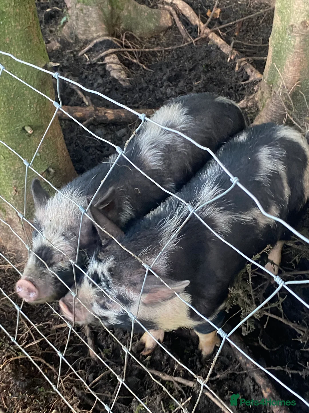 Pig livestock for sale: 4 micro pigs in Rossendale - Advert 1