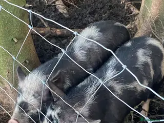 Pig livestock 4 micro pigs in Rossendale - Advert 9