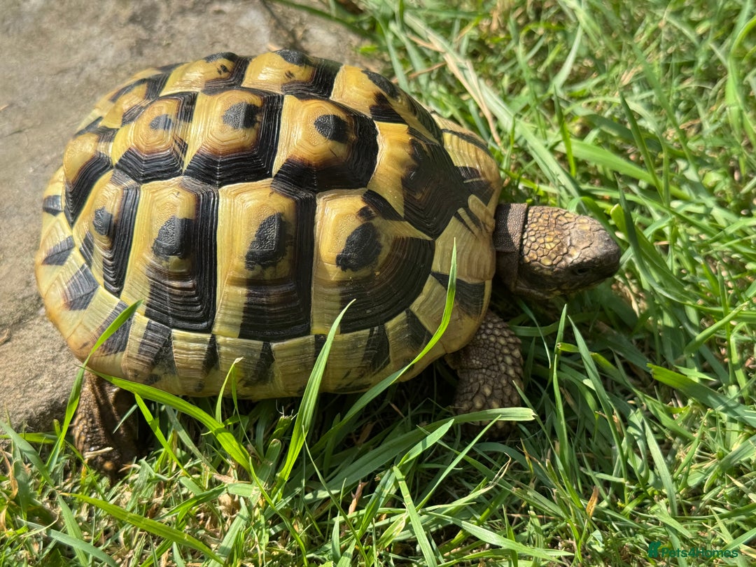 Hermann Tortoise reptiles for sale: Hermanns Tortoises 2016-2018 - Image 7