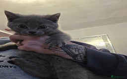 British Shorthair cats for sale: BSH cross 2 male 2 female ready now - Image 5