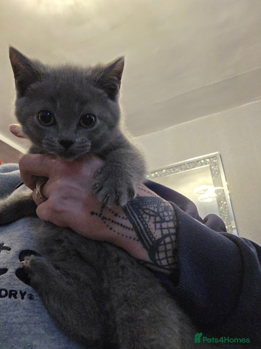 British Shorthair cats for sale: BSH cross 2 male 2 female ready now - Image 5