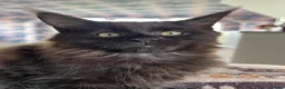 Maine Coon cats for sale: Stunning Black Smoke Maine Coon Girl – KamBaba🖤  in Thurso - Advert 7