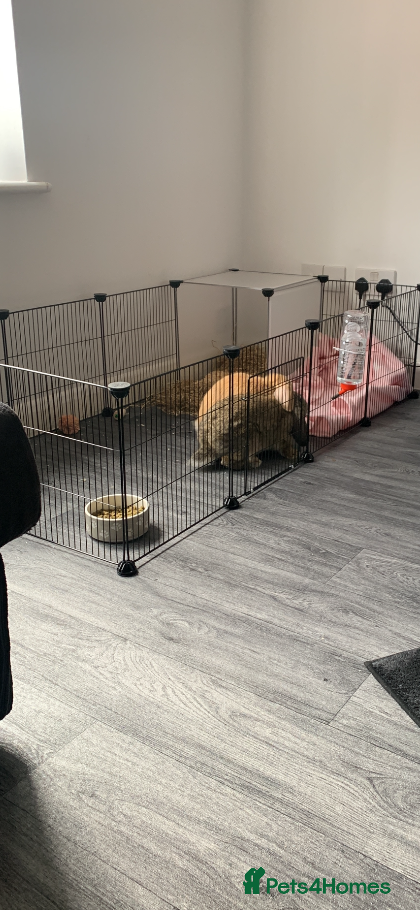 Mini Lop rabbits Female lops for rehome  - Advert 7