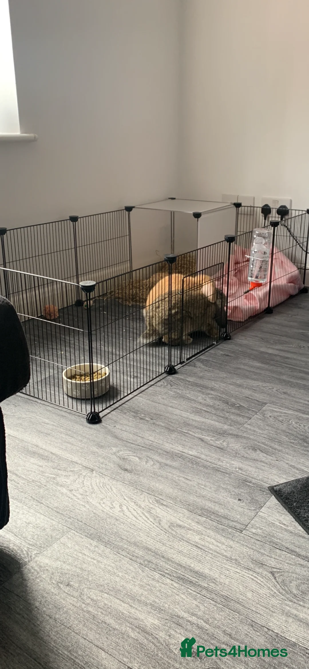 Mini Lop rabbits for sale: Female lops for rehome  - Advert 1