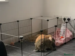 Mini Lop rabbits Female lops for rehome - Advert 7