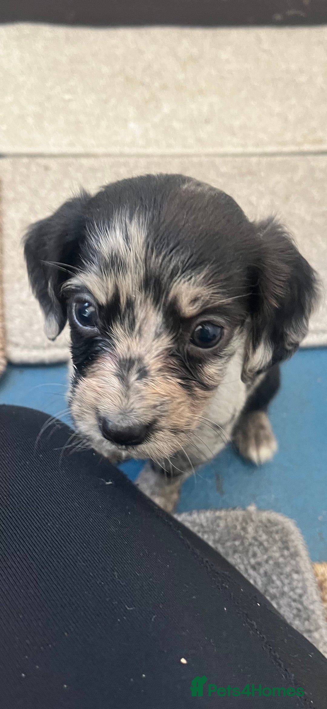Cocker Spaniel dogs for sale: Working cocker spaniel puppies - Image 15