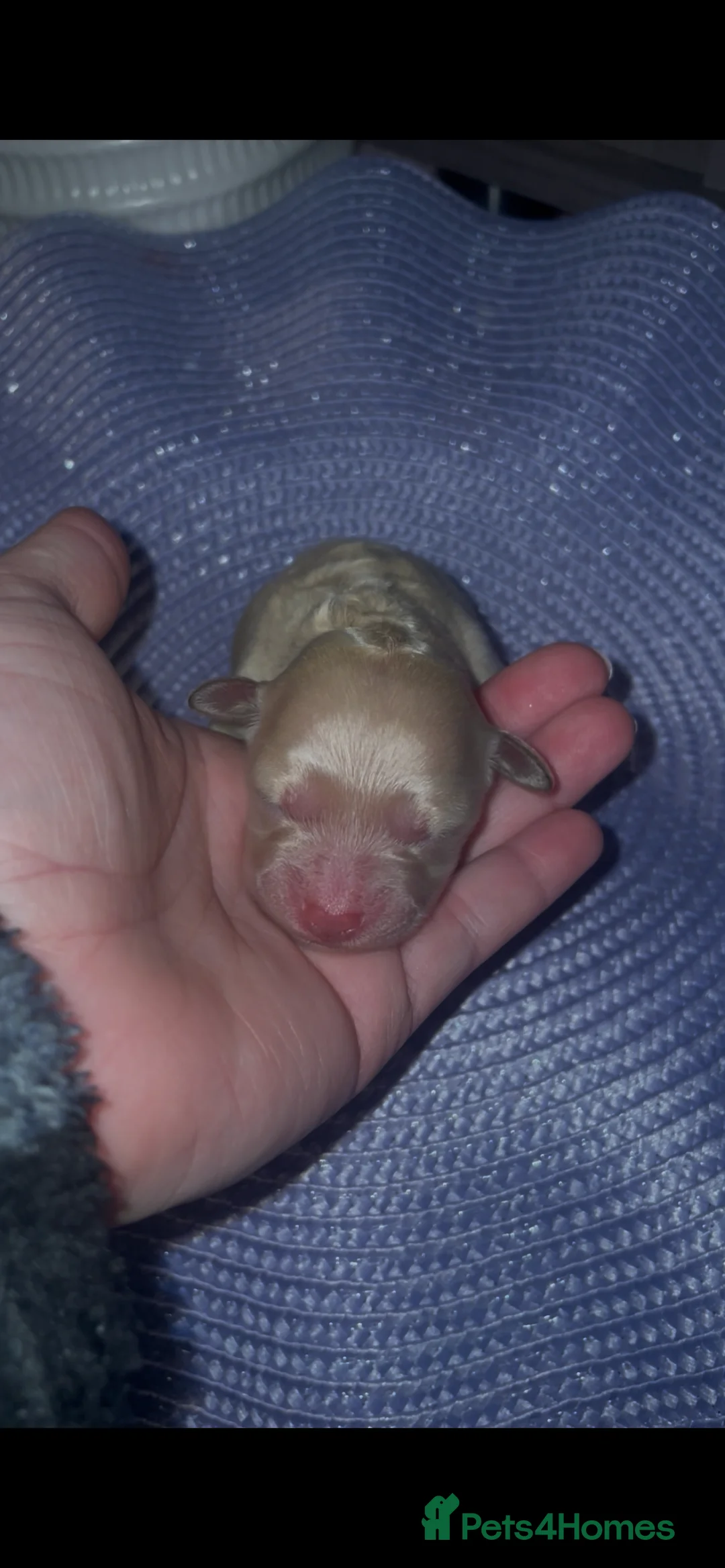 Mixed Breed dogs for sale: Toy poodles  - Advert 9