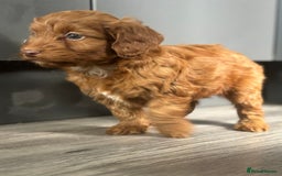 Cockapoo dogs for sale: Cockapoo puppies  - Image 9