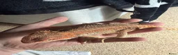 Bearded Dragon reptiles for sale: Bearded dragon and set up - Advert 3