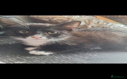 Mixed Breed cats for sale: 2 kittens one male one female - Image 2