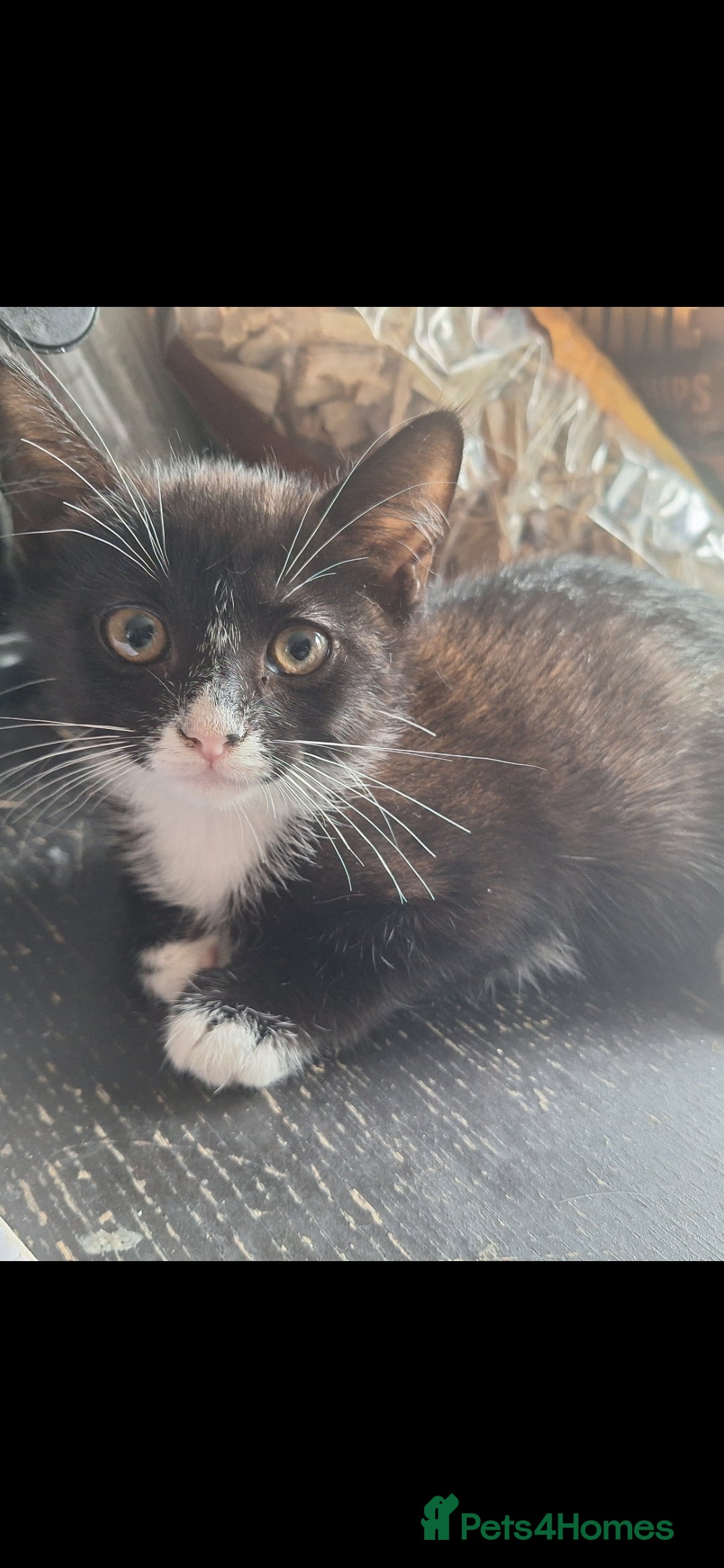 Mixed Breed cats for sale: 2 kittens one male one female - Image 2