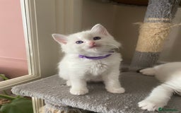 Ragdoll cats for sale: GCCF Seal point and bi colour Ragdoll Kittens - Image 3