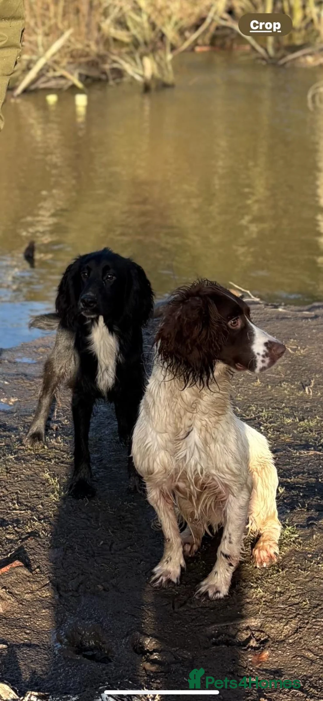 English Springer Spaniel dogs for stud: Springer Spaniel For Stud - Advert 2