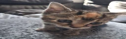 Mixed Breed cats for sale: 2  polydactl kittens for sale  in Falkirk - Advert 5
