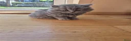 British Shorthair cats for sale: Kittens blue goy and girl in Nottingham - Advert 10