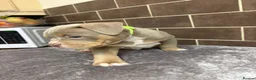 American Bully dogs for sale: POCKET BULLYS  in Orpington - Advert 9