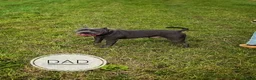 Staffordshire Bull Terrier dogs for sale: Staffordshire Bull Terrier Puppies - Family Raised - Advert 4