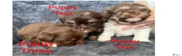 Mixed Breed dogs for sale: Lhasa Apso x Chihuahua x babies - Advert 14