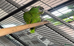 Parrots birds for sale: Blue fronted Amazon  - Image 1
