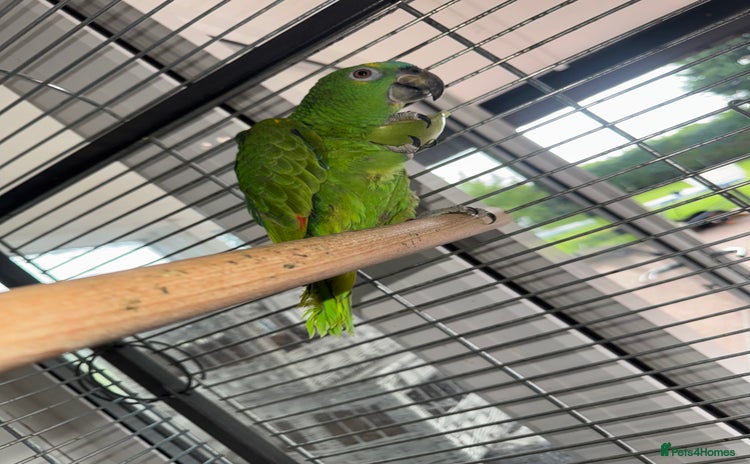 Parrots birds - Advert 5