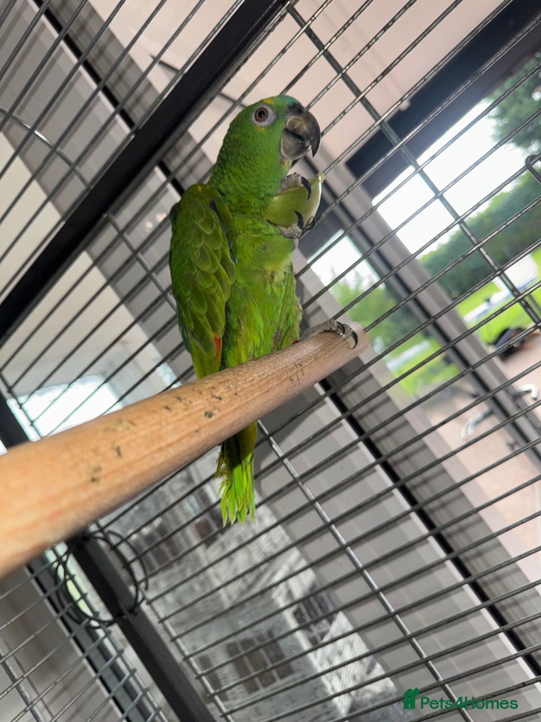 Parrots birds for sale: Blue fronted Amazon  - Image 1