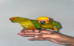 Conures birds for sale: 100% SILLY TAME HAND REARED BABY SUN CONURES - Image 7