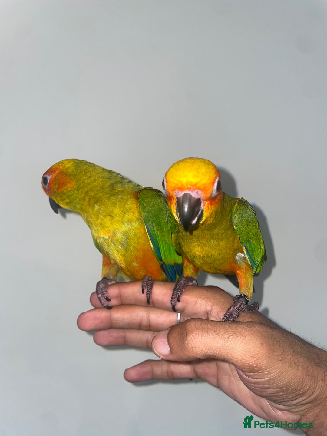 Conures birds for sale: 100% SILLY TAME HAND REARED BABY SUN CONURES - Image 7