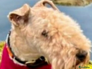 Lakeland Terrier dogs - Advert 32