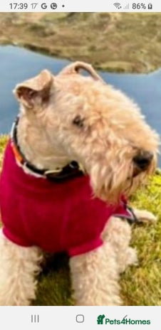 Lakeland Terrier dogs 2 year old KC registered male For stud - Advert 1