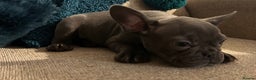 French Bulldog dogs for sale: French Bulldog Blue Girl 12 weeks old ! Last one - Advert 33