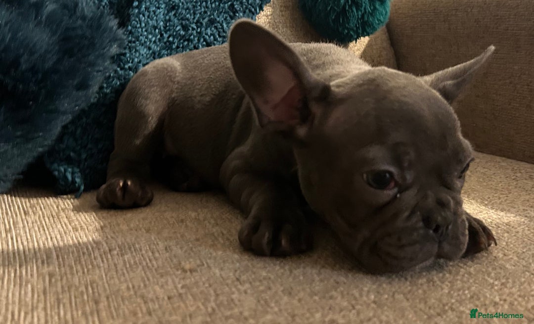 French Bulldog dogs for sale: French Bulldog Blue Girl 12 weeks old ! Last one - Advert 33