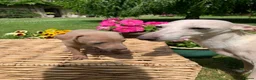 Italian Greyhound dogs for sale: KC Italian greyhound puppies East. Europ lineage - Advert 7
