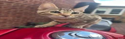 Bengal cats for sale: Bengal kittens  - Advert 3