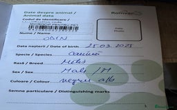 Mixed Breed dogs for adoption: ODIN, a superb young boy - for a Loving Home - Image 20