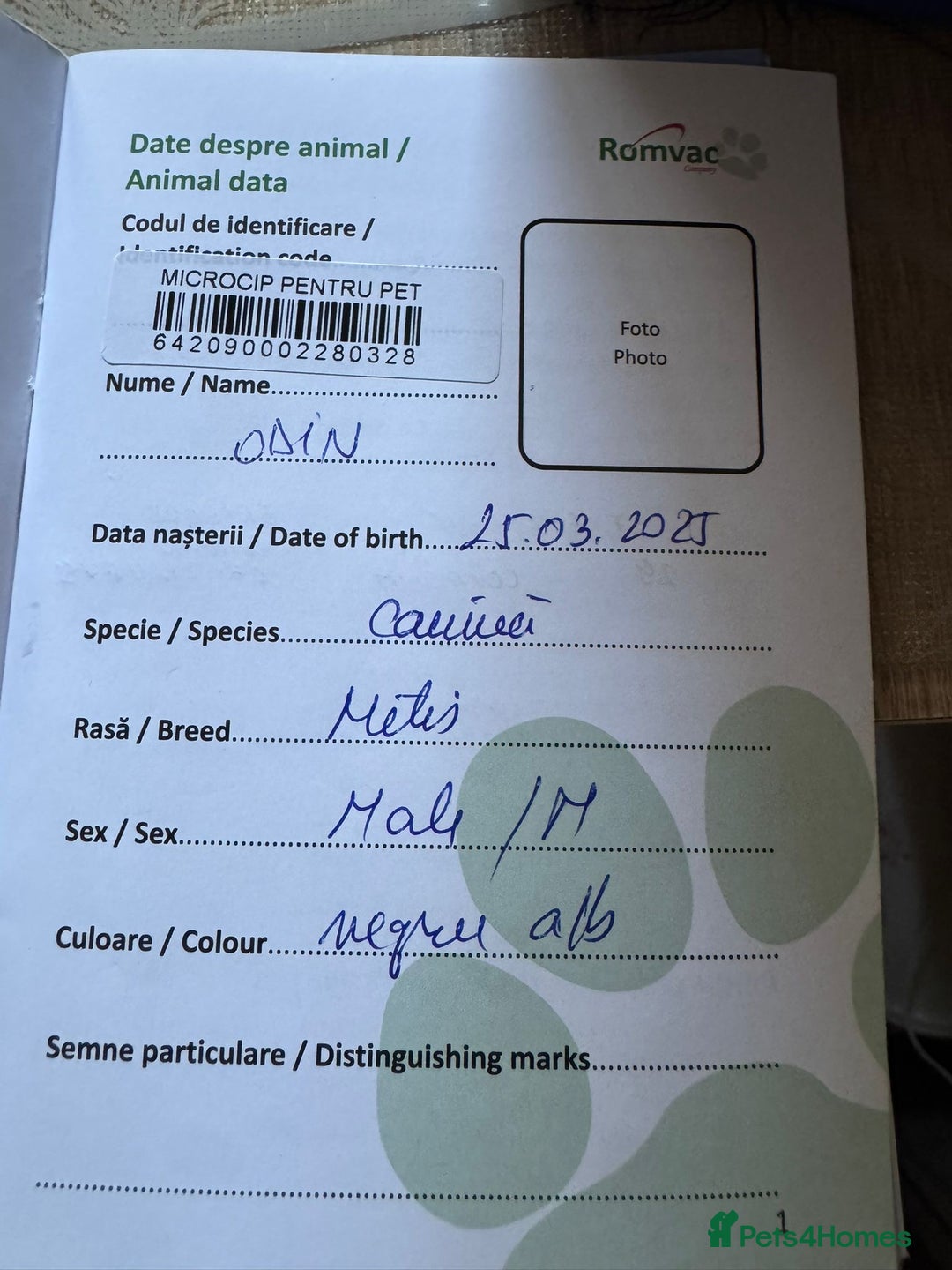 Mixed Breed dogs for adoption: ODIN, a superb young boy - for a Loving Home - Image 20