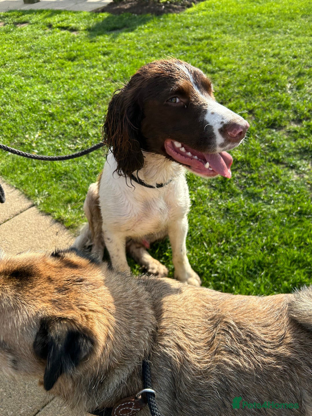 English Springer Spaniel dogs for sale: English Springer Spaniel For Sale - Advert 5