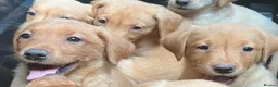 Labrador Retriever dogs for sale: Red labrador - Advert 5