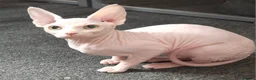 Sphynx cats for sale: Pedigree Sphynx kittens. Ready to go. - Advert 14